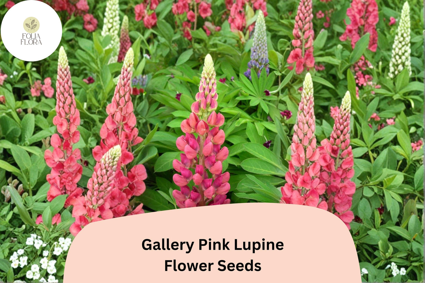 Gallery Pink Lupine Seeds | Compact Perennial Lupinus polyphyllus for Borders & Pollinator Gardens