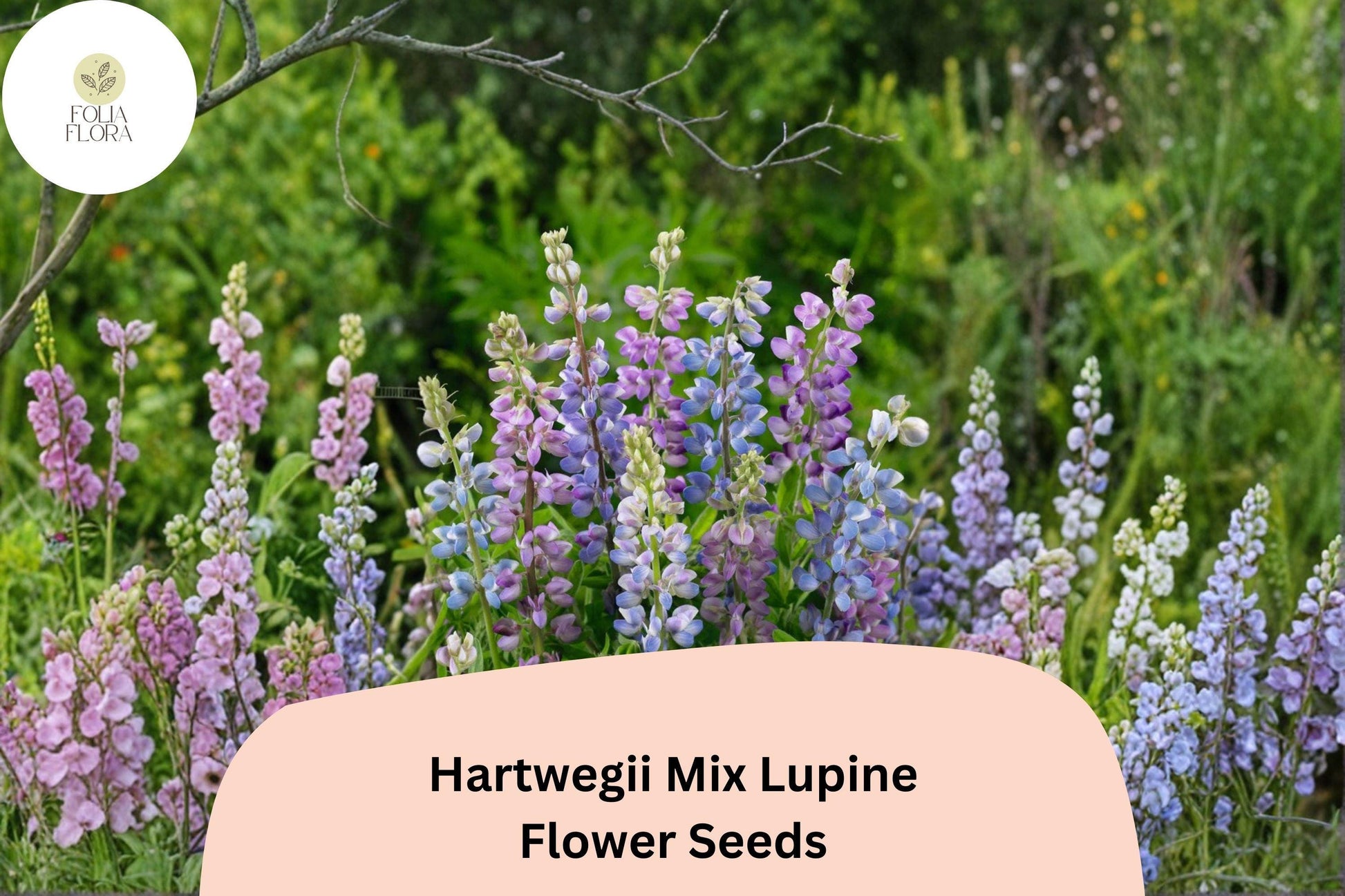 25+ Hartwegii Mix Lupine Seeds | Lupinus hartwegii Annual Wildflower Mix for Garden Borders & Pollinator Attracting