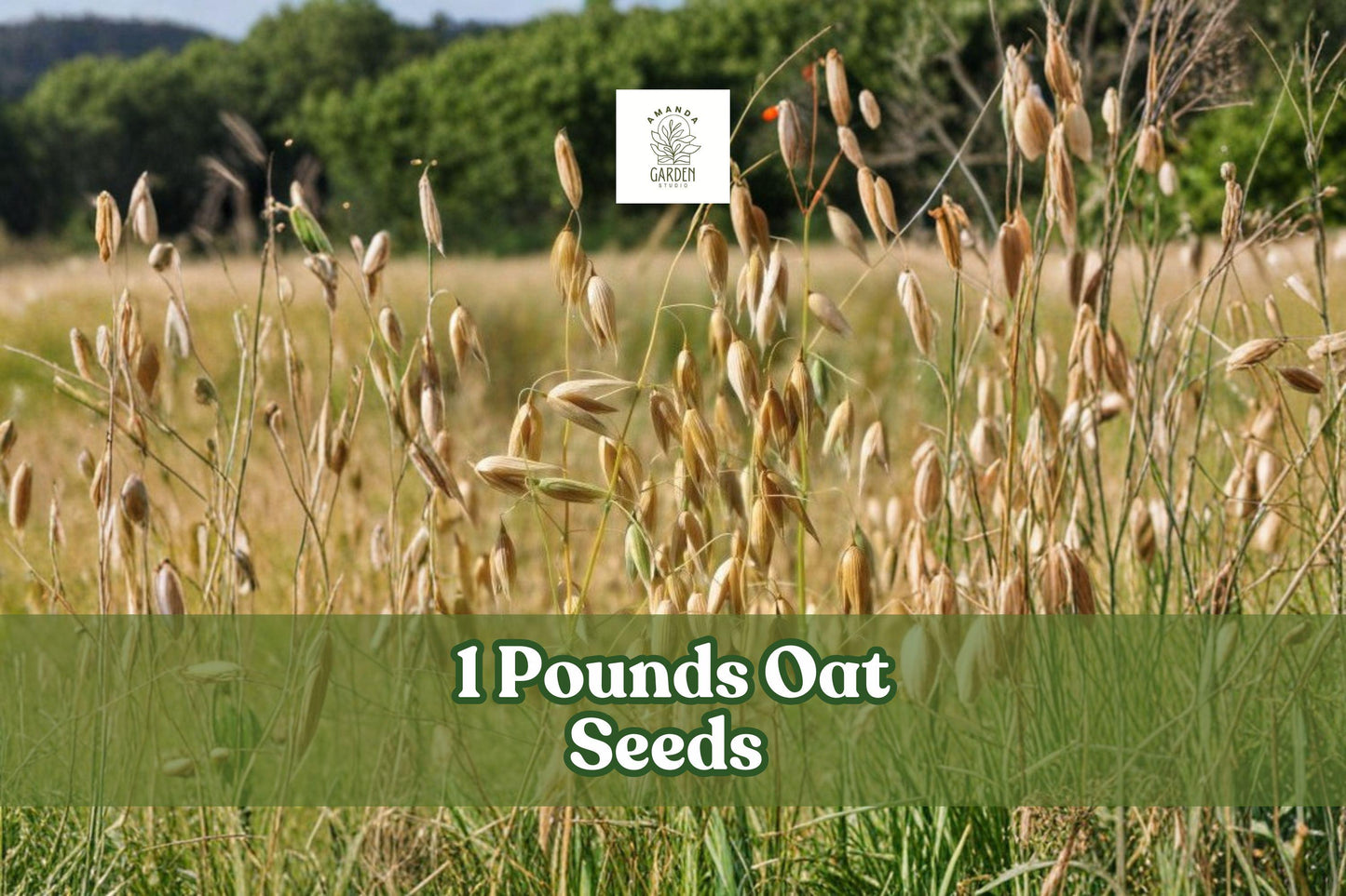 1 Pound Non-GMO Oat Seeds (Avena sativa) for Cover Crops, Grain, and Animal Feed