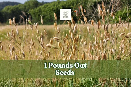 1 Pound Non-GMO Oat Seeds (Avena sativa) for Cover Crops, Grain, and Animal Feed