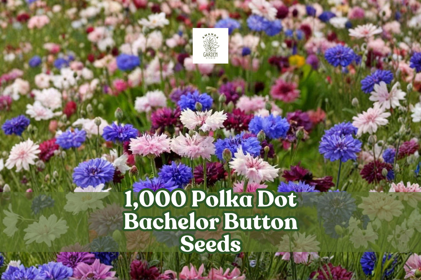 Polka Dot Bachelor Button Seeds 1,000 Pack | Centaurea cyanus Heirloom Non-GMO Wildflower Garden