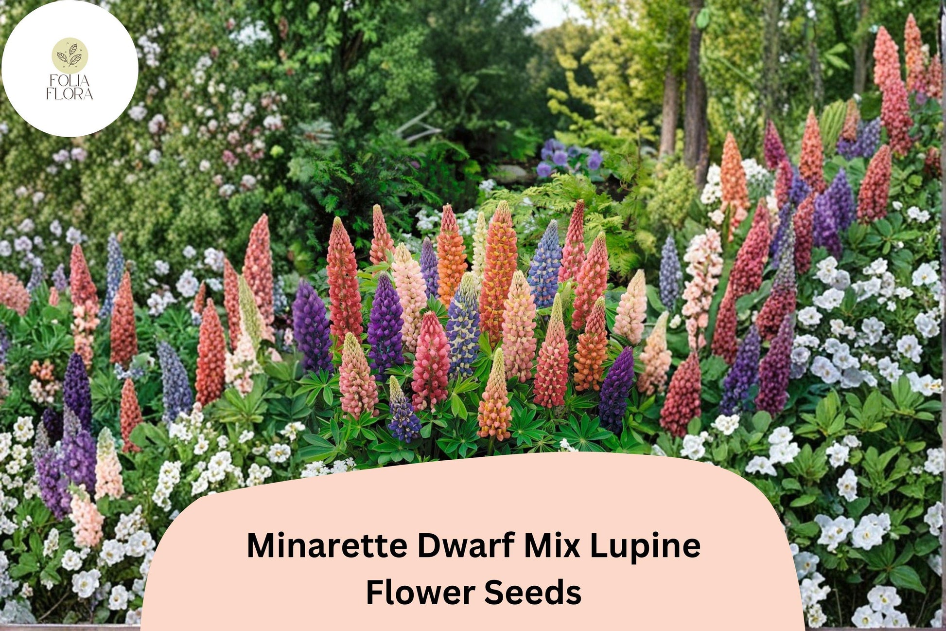 25+ Minarette Dwarf Mix Lupine Seeds | Compact Lupinus Variety for Borders & Containers | Colorful Perennial Flowers