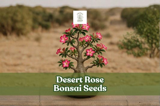 10 Desert Rose Bonsai Seeds | Adenium Obesum Multicolor Flowers | Succulent Flowering Plant for Indoor & Outdoor