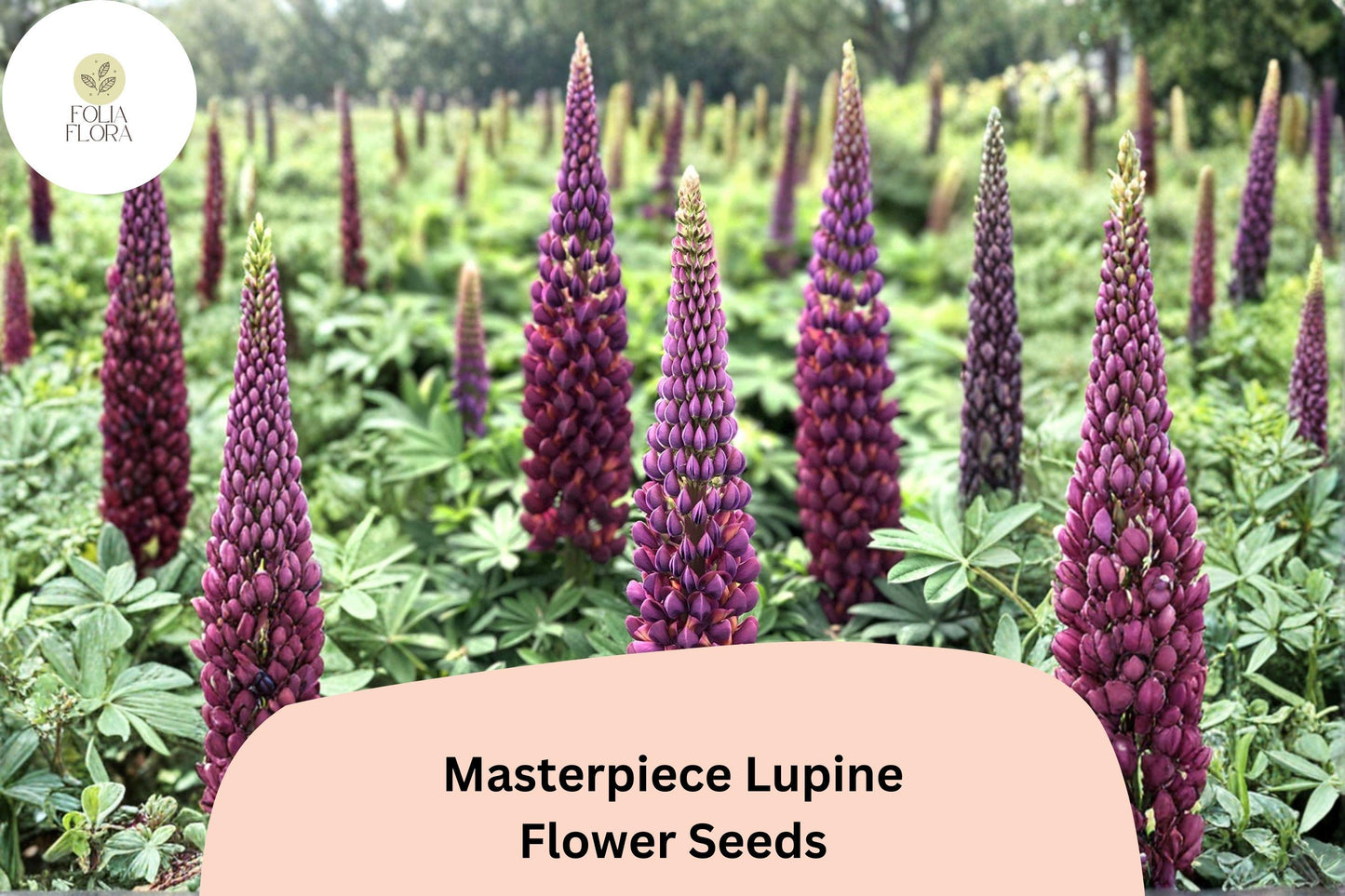 25+ Masterpiece Lupine Seeds | Deep Purple Flowering Plant | Lupinus spp. for Borders & Pollinator Gardens