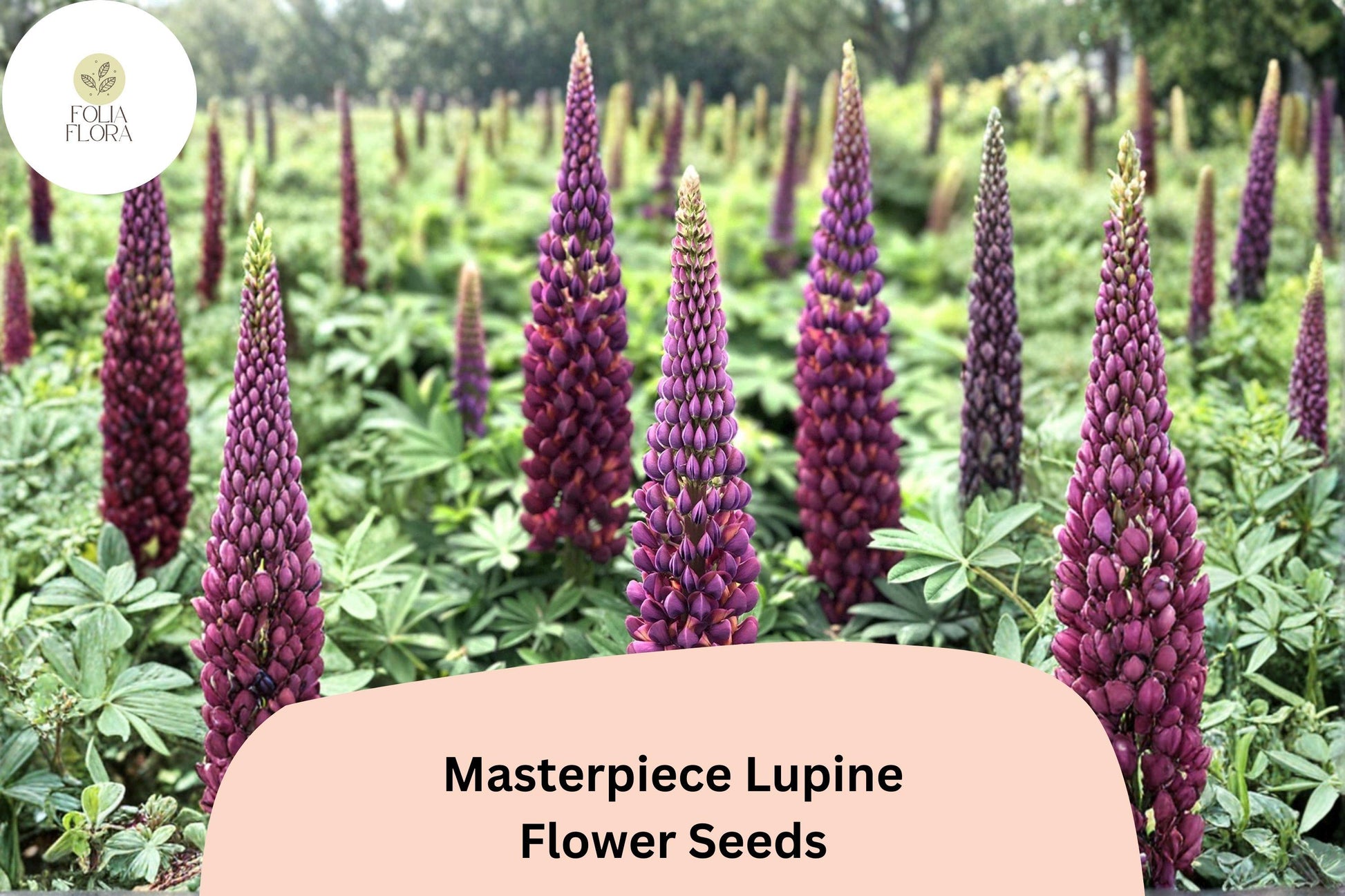 25+ Masterpiece Lupine Seeds | Deep Purple Flowering Plant | Lupinus spp. for Borders & Pollinator Gardens