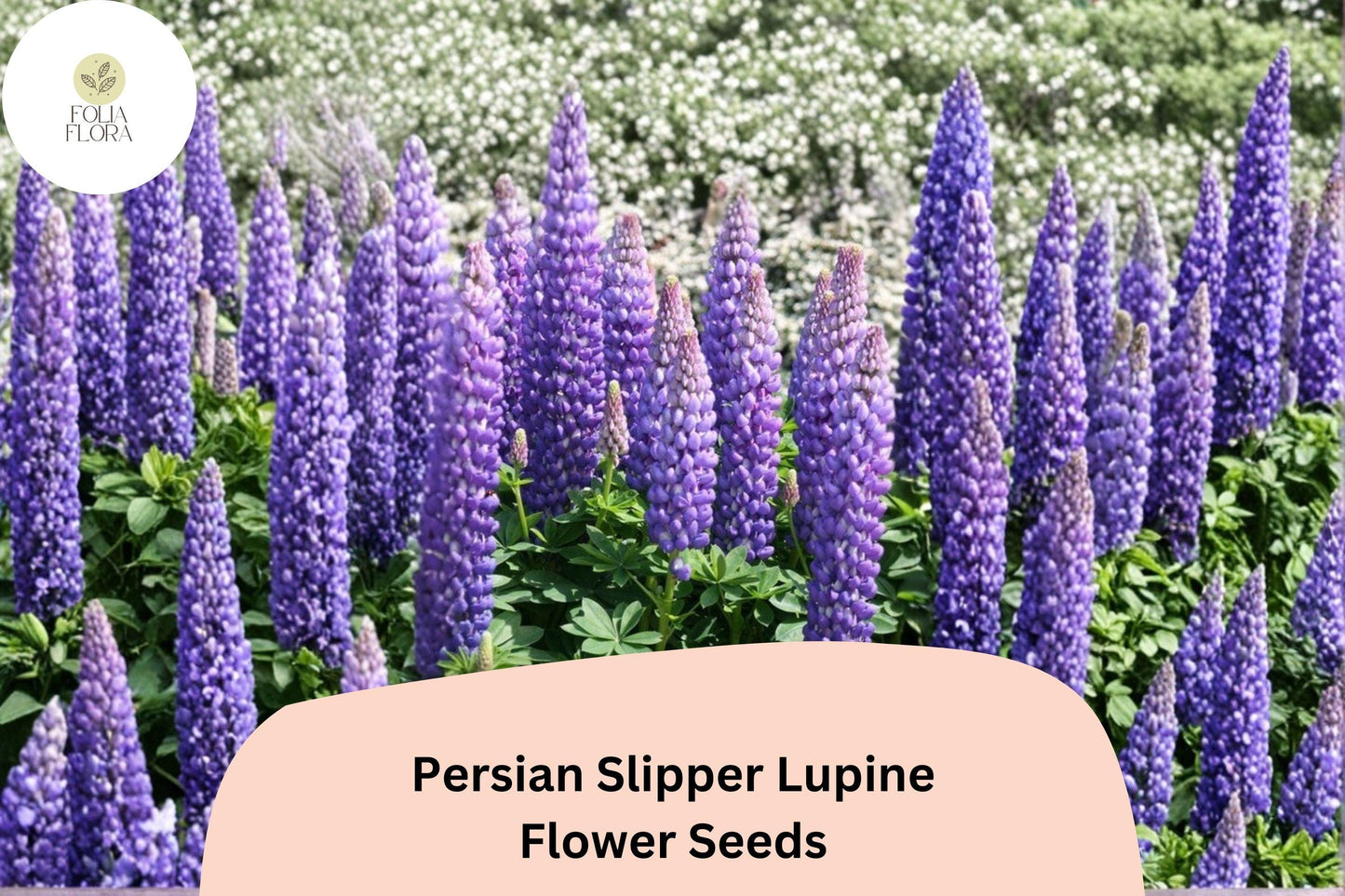 25+ Persian Slipper Lupine Seeds | Purple Lupinus for Borders & Cottage Gardens | Attracts Bees & Butterflies