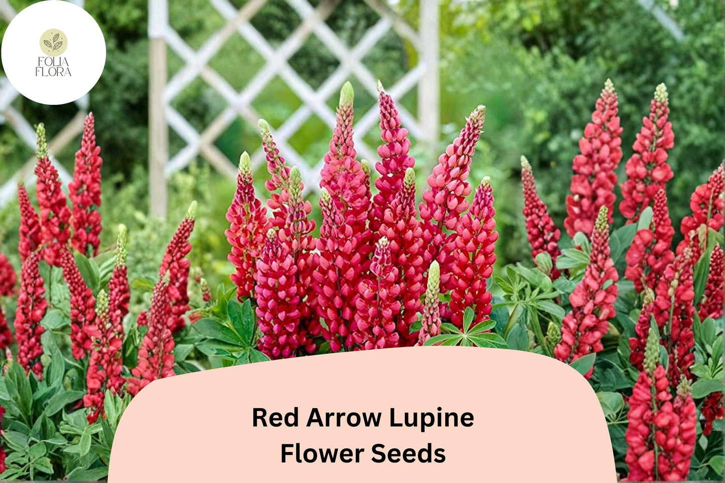 Red Arrow Lupine Seeds – 25+ Bright Red Flower Spikes for Garden Borders & Pollinator Attracting Plants – Lupinus spp.