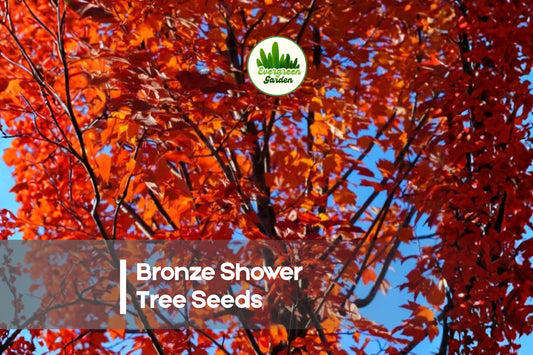 10 Bronze Shower Tree Seeds - Ornamental Cassia moschata with Bronze-Golden Flowers for Landscaping & Tropical Gardens