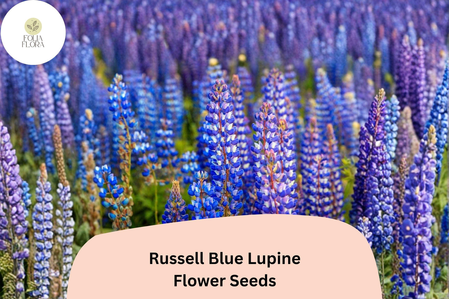 Russell Blue Lupine Seeds | Tall Blue Flower Spikes for Gardens & Borders | Lupinus polyphyllus