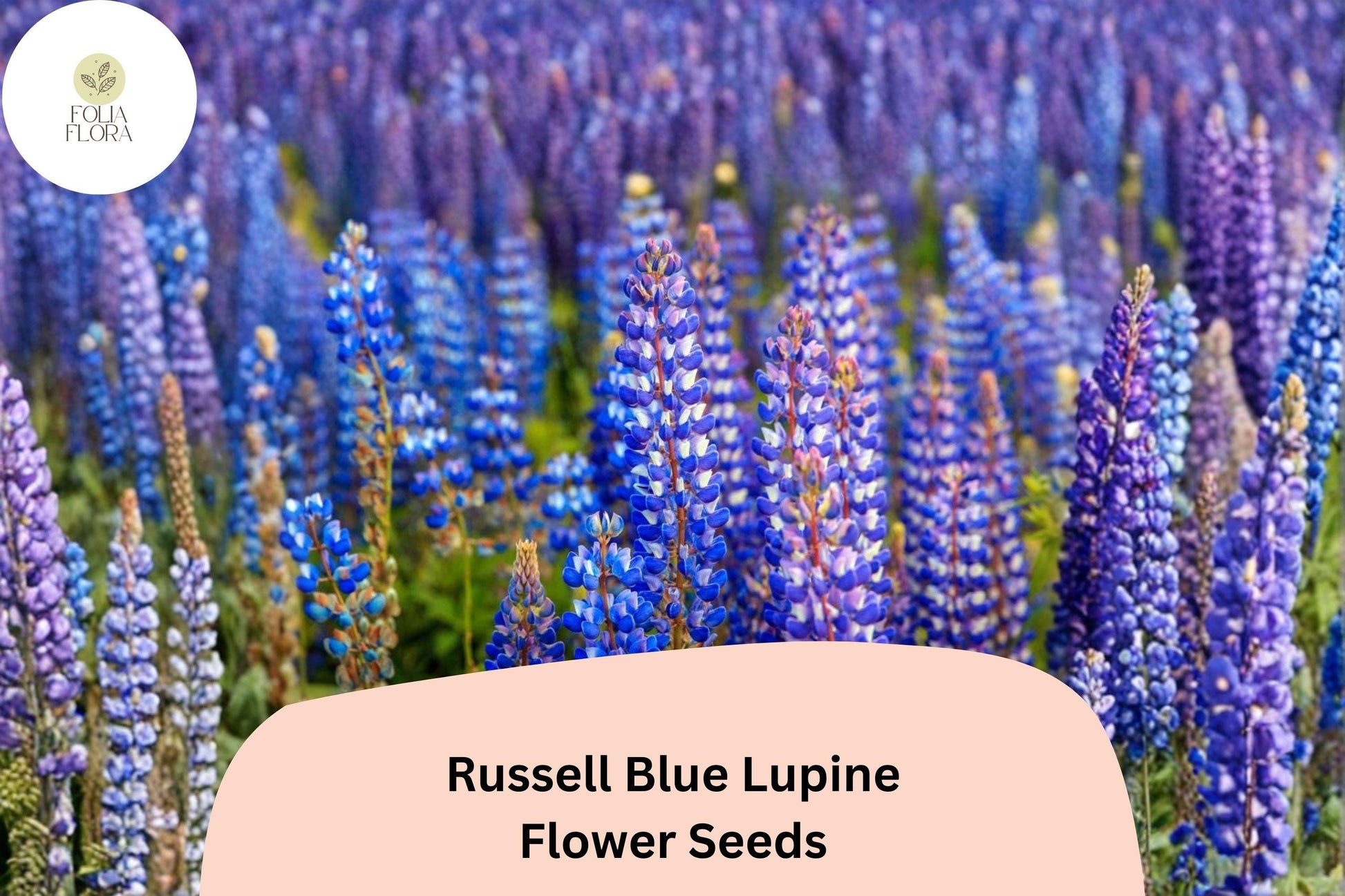 Russell Blue Lupine Seeds | Tall Blue Flower Spikes for Gardens & Borders | Lupinus polyphyllus