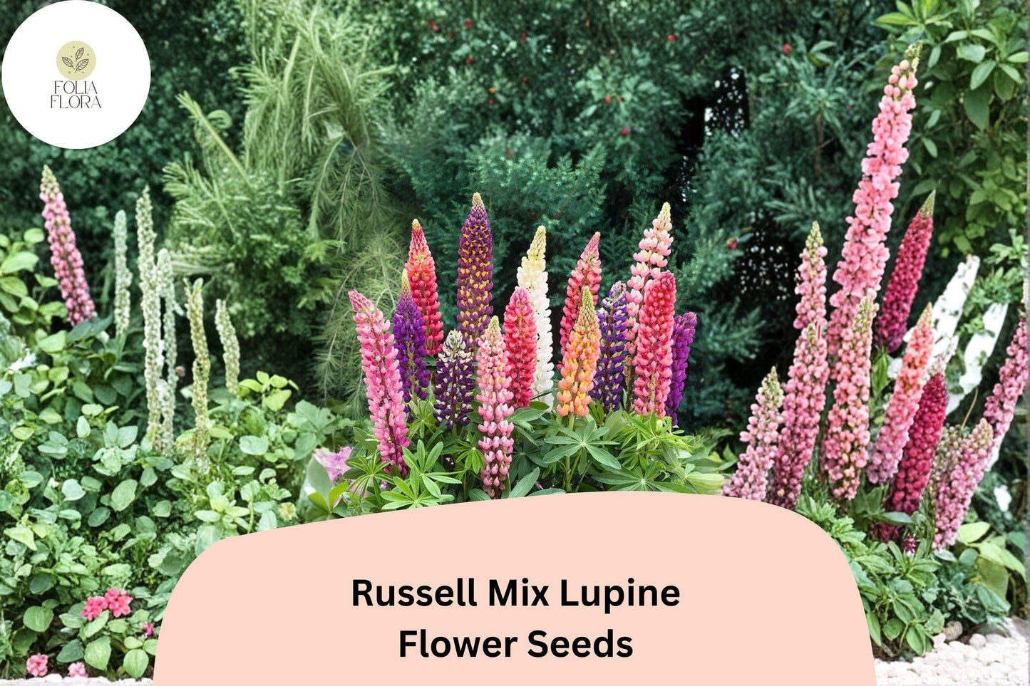 25+ Russell Mix Lupine Seeds | Lupinus polyphyllus Hybrid | Vibrant Multicolor Tall Flower Spikes for Garden Planting