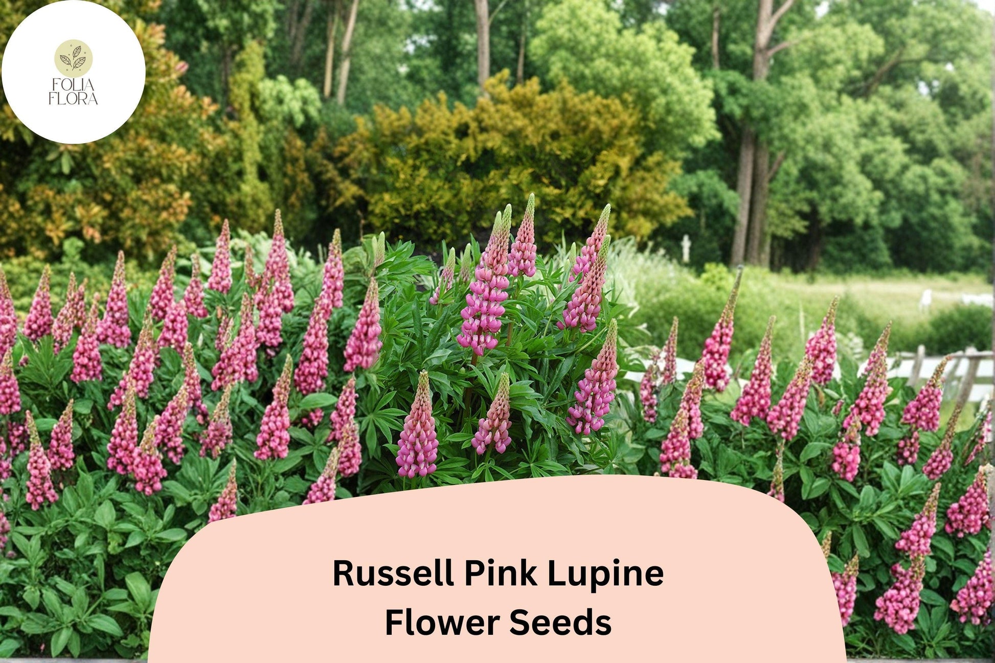 25+ Russell Pink Lupine Seeds | Pink Flower Spikes | Lupinus polyphyllus Perennial for Cottage Gardens & Pollinator Attracting