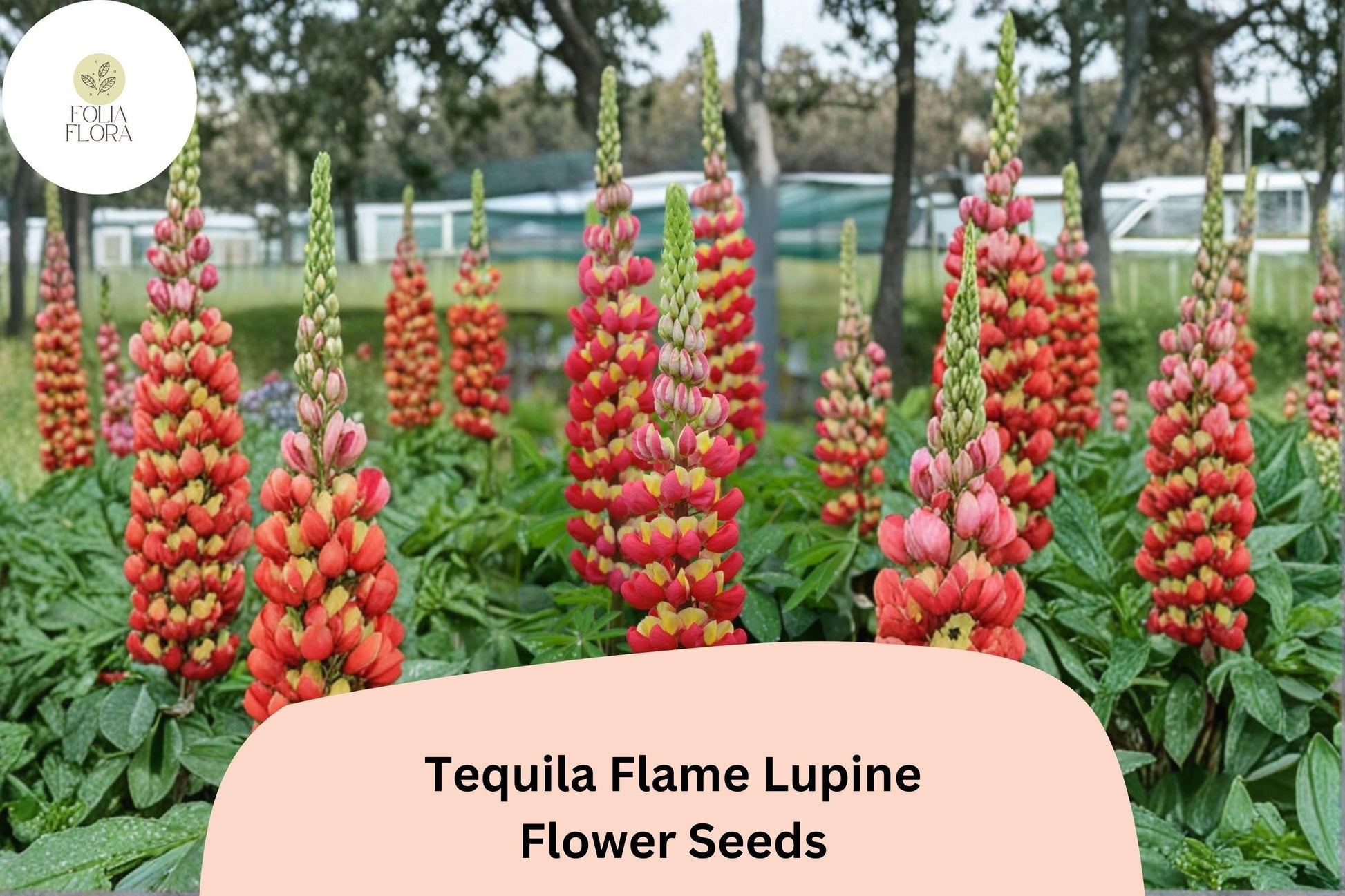 25+ Tequila Flame Lupine Seeds | Lupinus spp. | Red-Yellow Gradient Flower Spikes for Garden, Borders, Pollinator Attracting