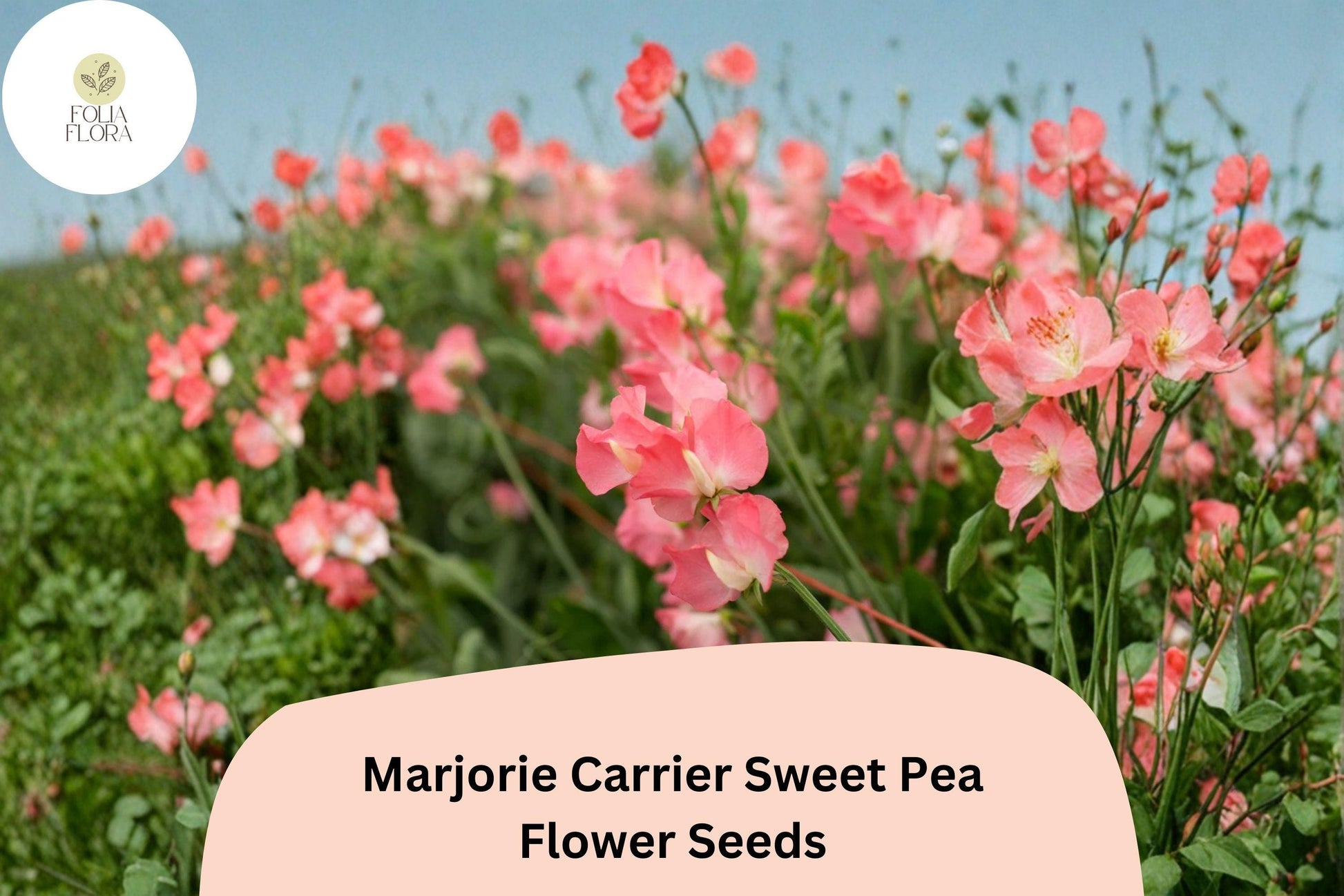 Sweet Pea Seeds, Pink Fragrant Climbing Flowers, Lathyrus odoratus, Marjorie Carrier Variety, 50+ Seeds