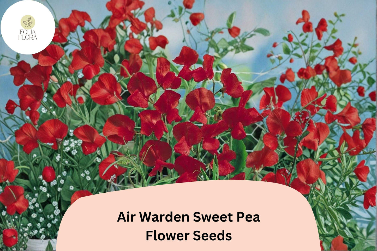 Air Warden Sweet Pea Seeds – Red Fragrant Climbing Vine for Garden, Fences & Cut Flowers | Lathyrus odoratus