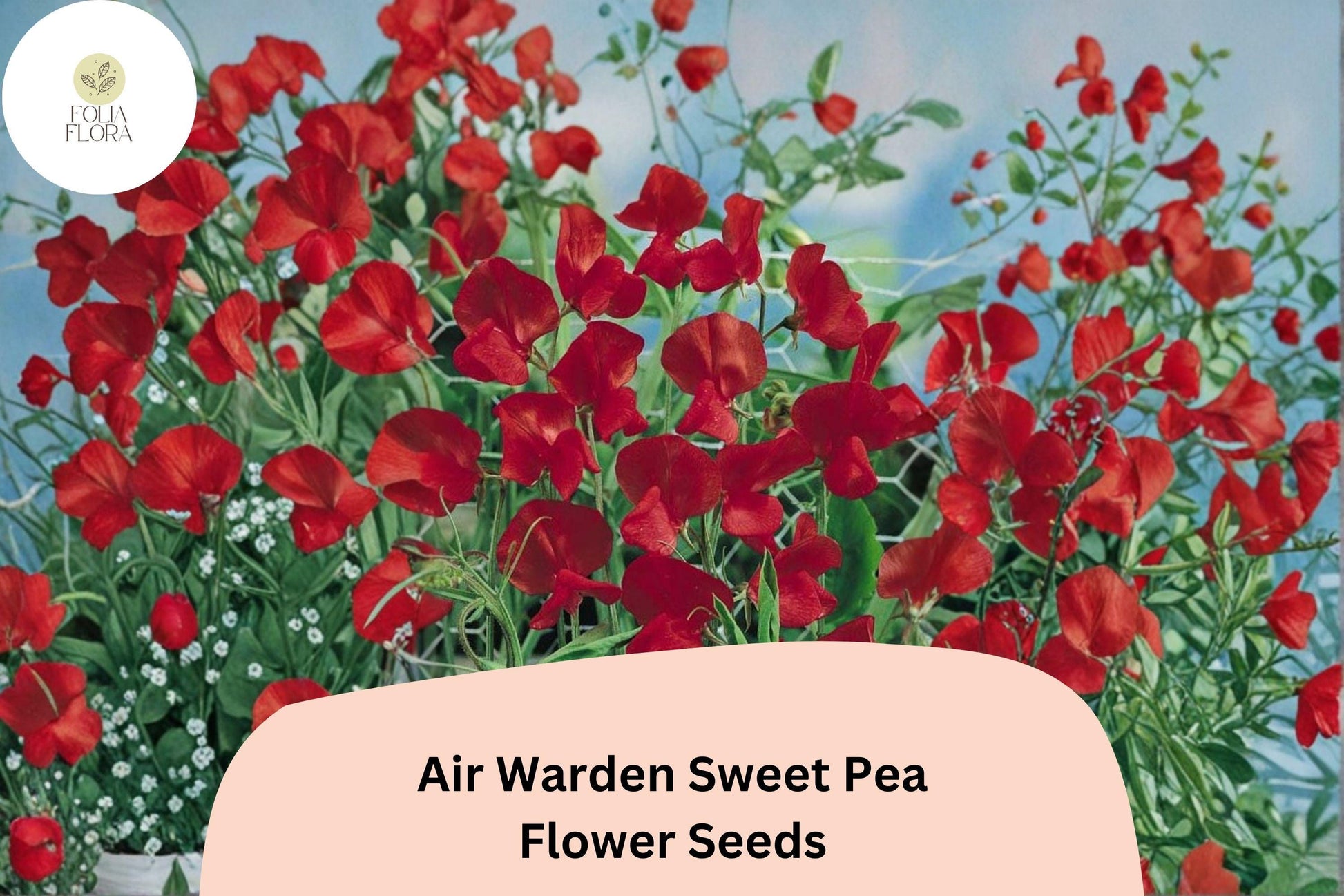 Air Warden Sweet Pea Seeds – Red Fragrant Climbing Vine for Garden, Fences & Cut Flowers | Lathyrus odoratus