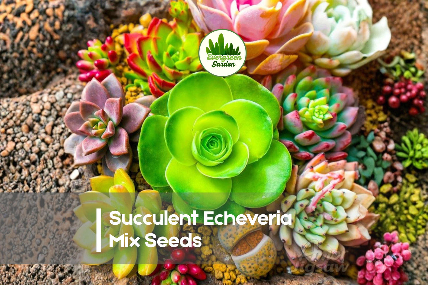 50 Succulent Echeveria Mix Seeds - Assorted Rosette-forming Succulents for Indoor Gardening and Containers