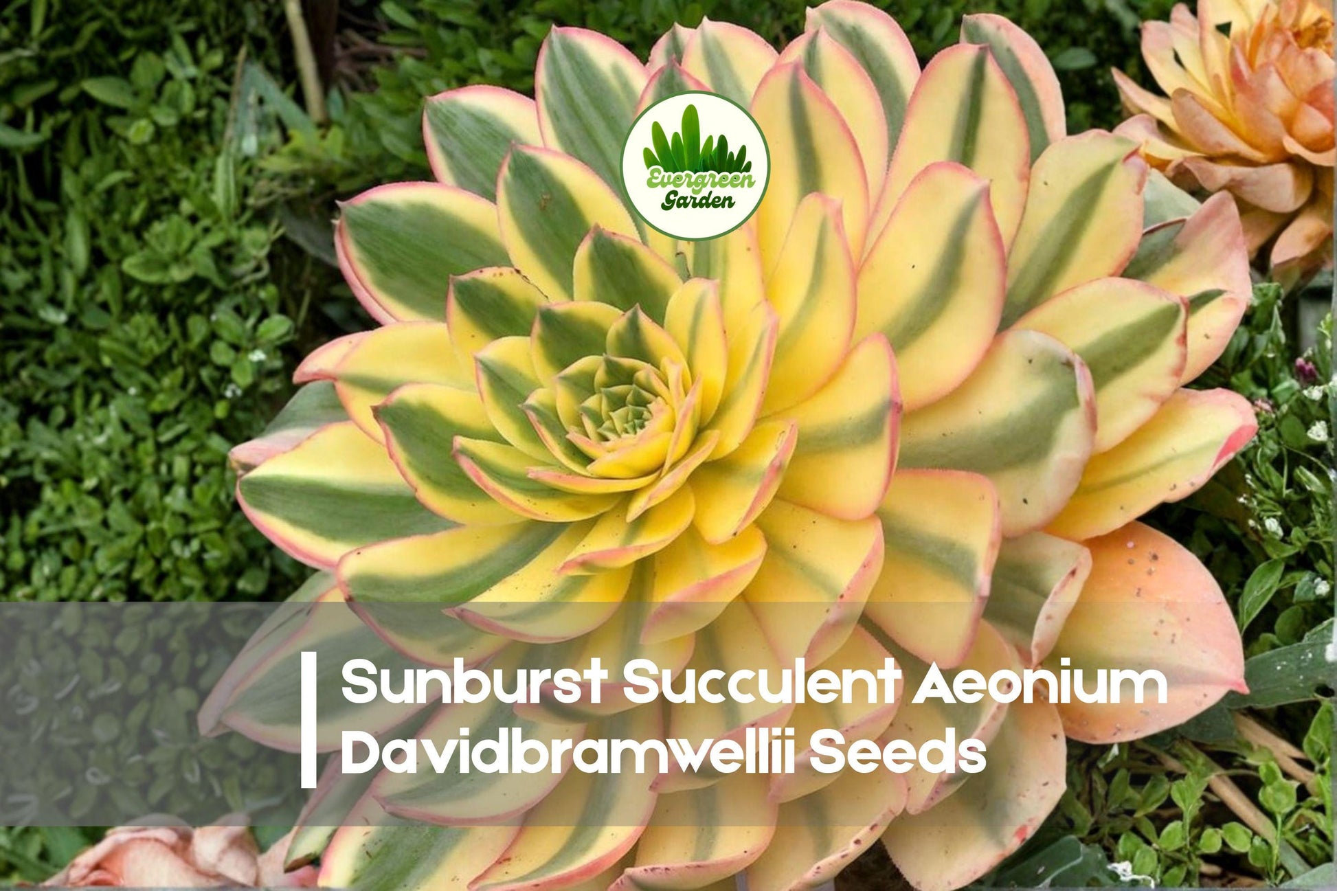 Sunburst Succulent Seeds - Aeonium davidbramwellii Variegated Rosette Plant for Pots & Indoor Gardens