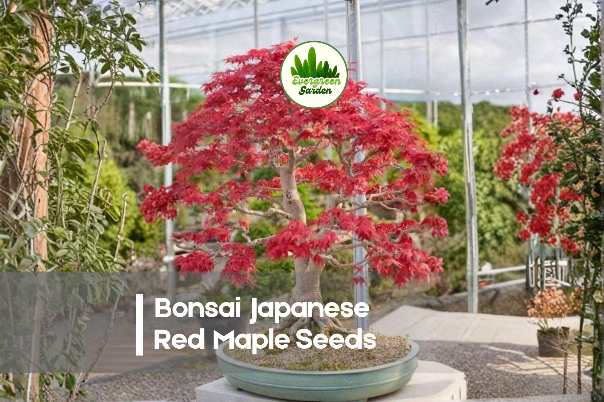 50 Japanese Red Maple Seeds for Bonsai & Ornamental Gardens | Acer palmatum