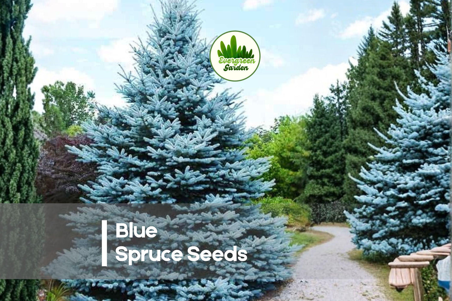 30 Blue Spruce Seeds - Picea pungens Glauca Evergreen Tree for Landscaping, Windbreaks, and Ornamental Gardens