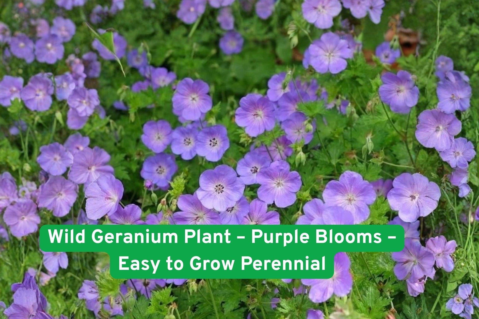 wild geranium plant, purple perennial flowers, woodland garden plant, easy grow perennial, shade tolerant plant, spring blooming flowers, cottage garden plant, pollinator friendly plant, hardy perennial, naturalized landscape, garden border plant, moisture loving plant, durable garden perennial