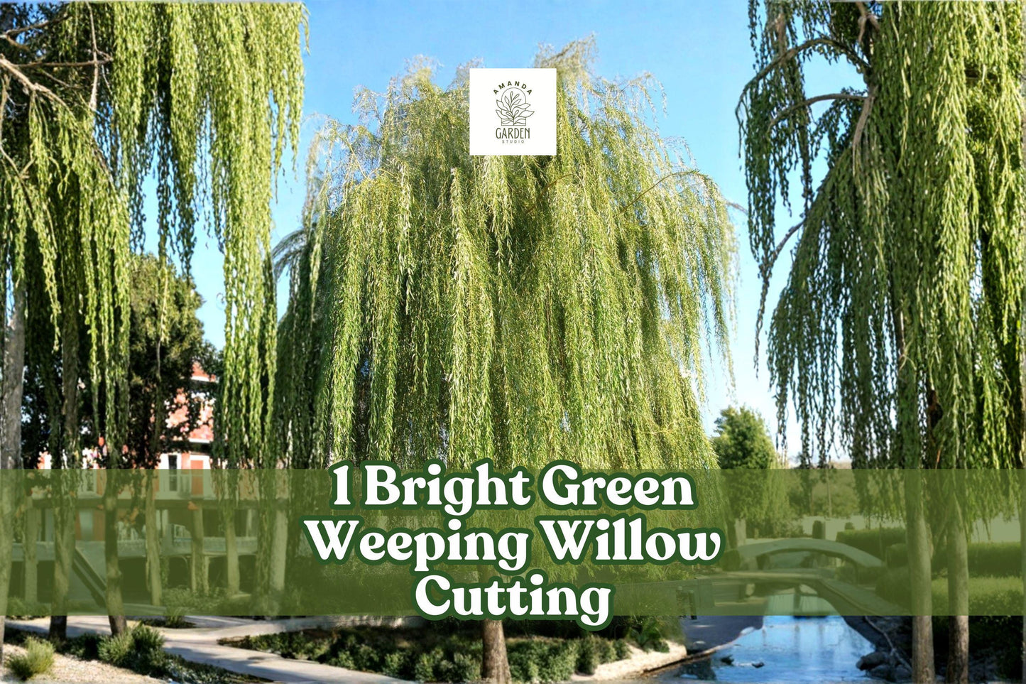 Bright Green Weeping Willow Cutting | Live Rooted Salix babylonica Tree Start | Fast-Growing Shade Tree for Gardens and Ponds