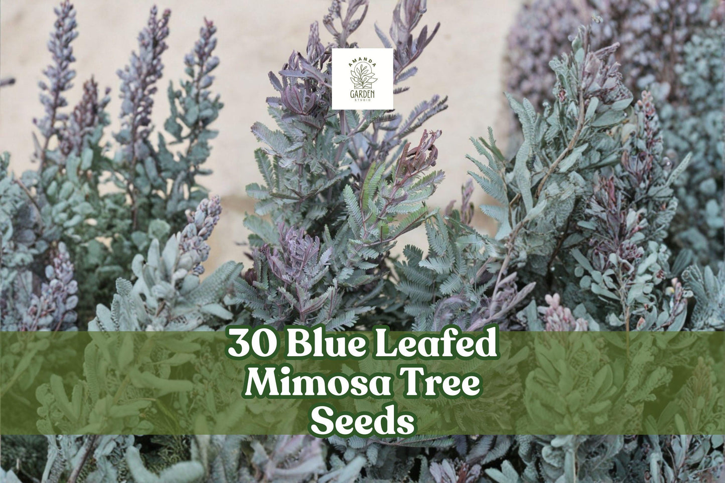 Blue Leafed Mimosa Tree Seeds, Acacia baileyana Purpurea, Ornamental Garden Tree, Drought-Tolerant, Fast-Growing, Silvery-Blue Foliage