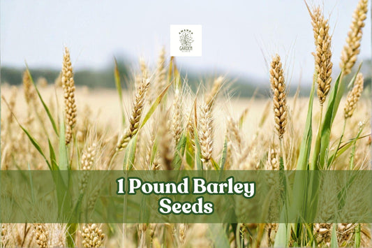 1 Pound Whole Barley Seeds (Hordeum vulgare) for Sprouting, Juicing & Home Brewing