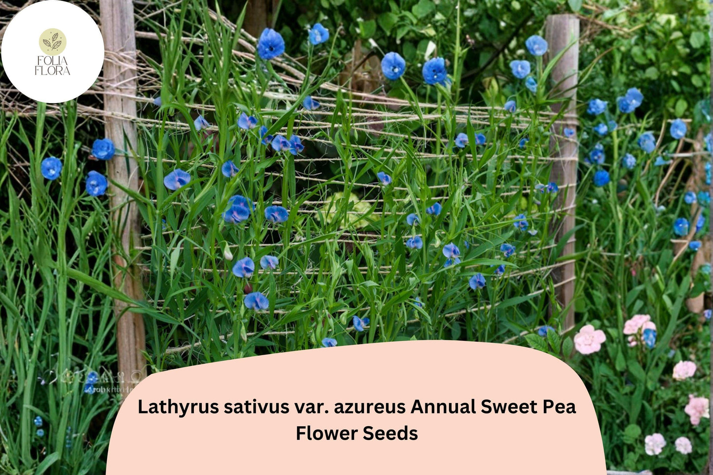 50+ Lathyrus sativus var. azureus Seeds | Blue Annual Sweet Pea for Garden Climbing & Beds