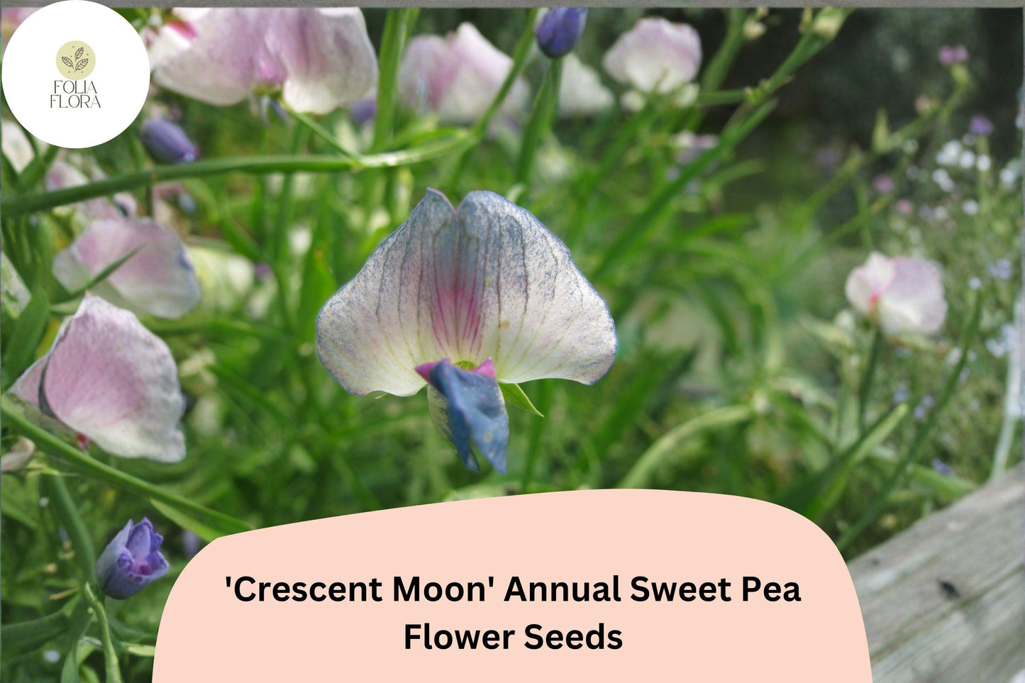 50+ Lathyrus sativus ‘Crescent Moon’ Seeds | White, Pink, Blue-Purple Annual Sweet Pea for Borders & Cottage Gardens