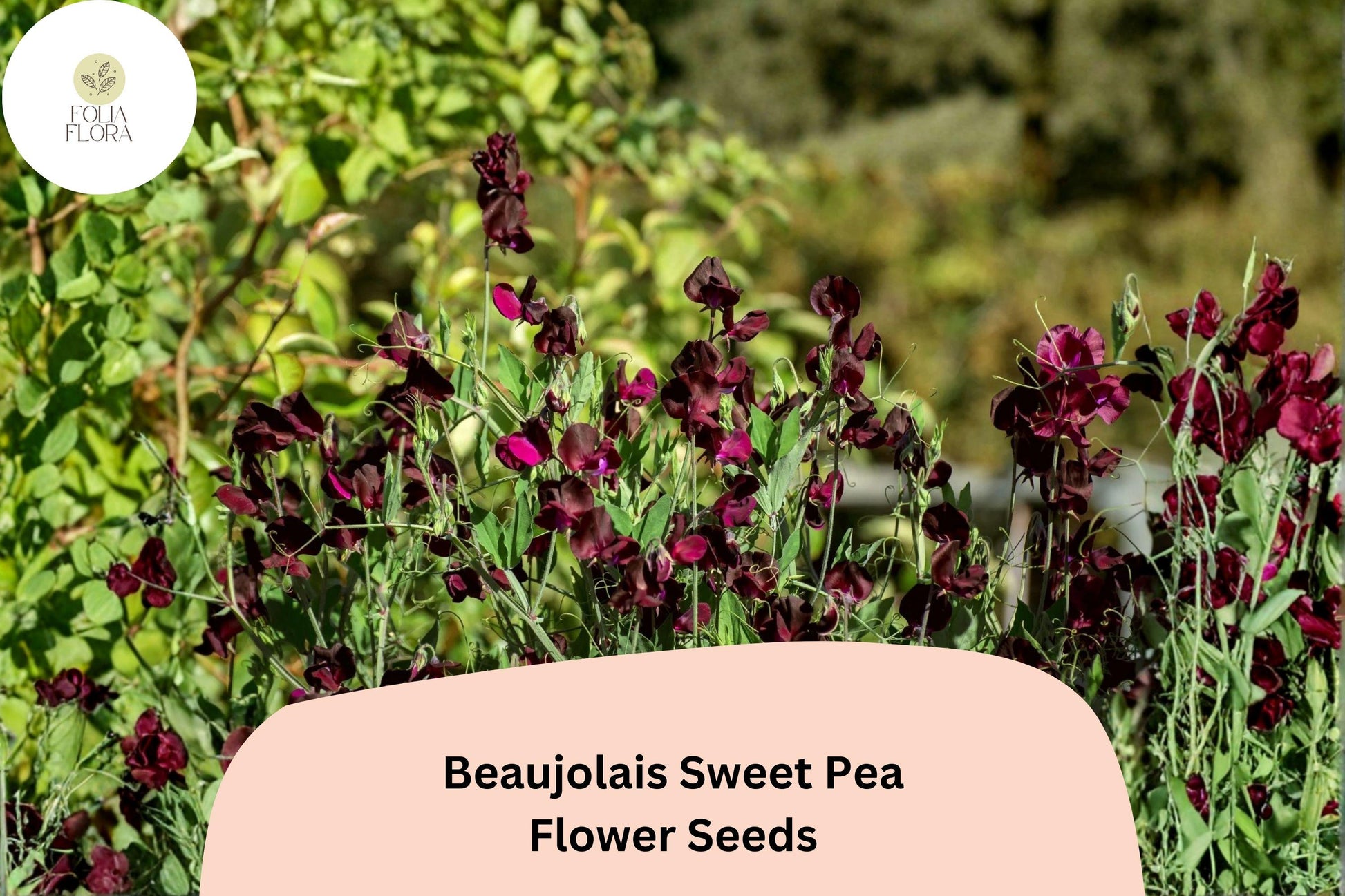 Beaujolais Sweet Pea Seeds, Deep Maroon, Climbing Annual Flower, Lathyrus odoratus, for Garden Borders & Cut Flowers
