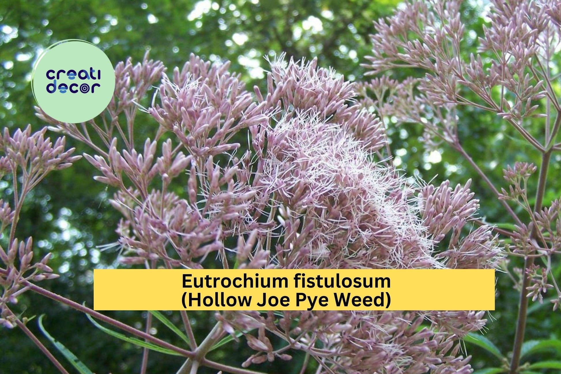 Eutrochium Fistulosum Seeds – Hollow Joe Pye Weed Native Perennial for Pollinators & Rain Gardens, 100 Seeds