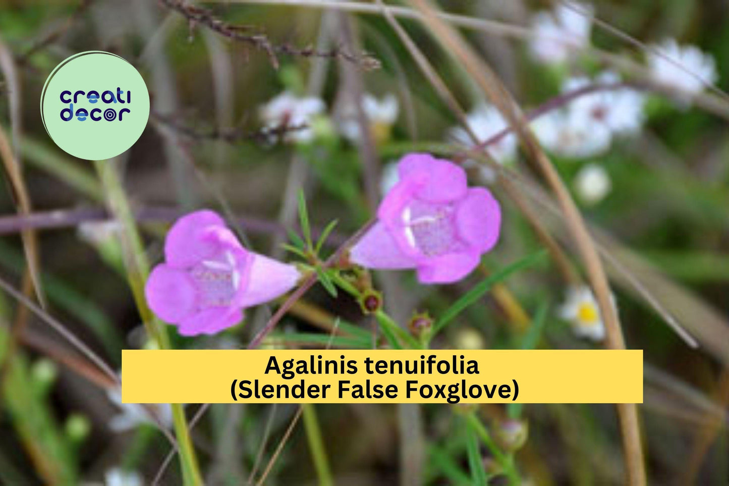 Agalinis Tenuifolia Seeds 250 | Slender False Foxglove Native Annual for Pollinator Gardens