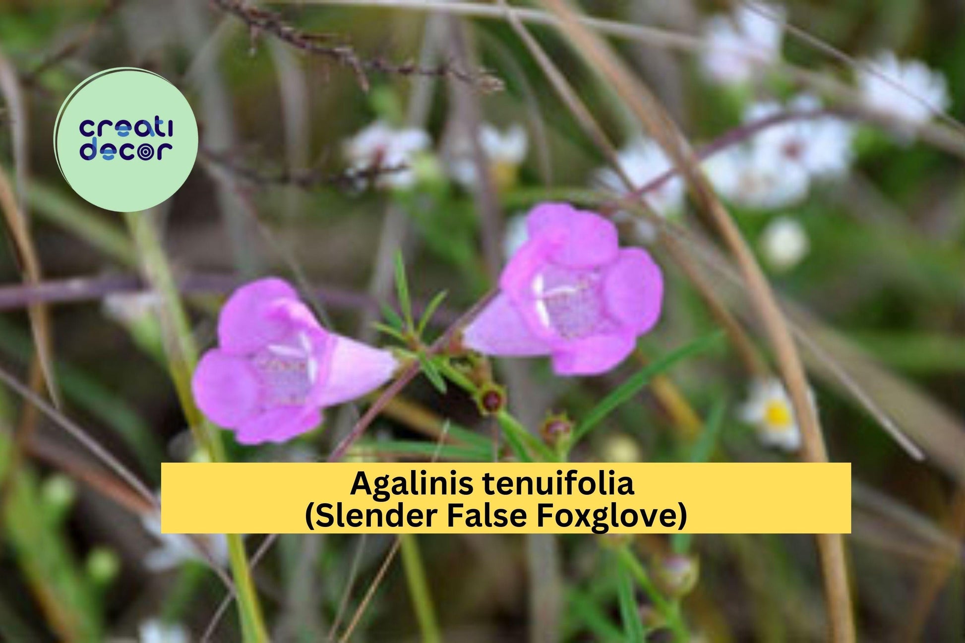 Agalinis Tenuifolia Seeds 250 | Slender False Foxglove Native Annual for Pollinator Gardens