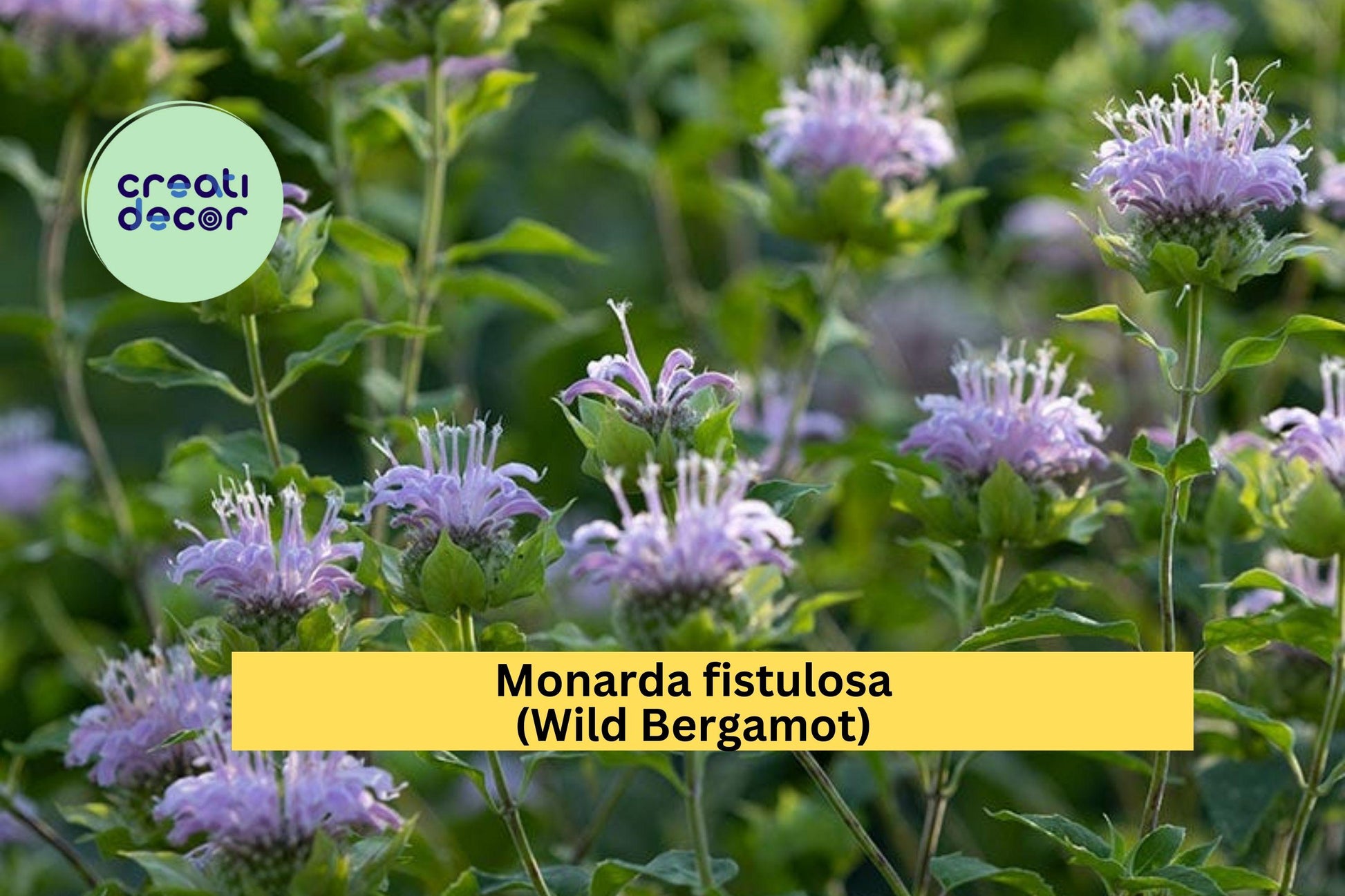 Monarda Fistulosa Seeds (100) | Wild Bergamot Native Perennial | Pollinator-Friendly Lavender Pink Flowers