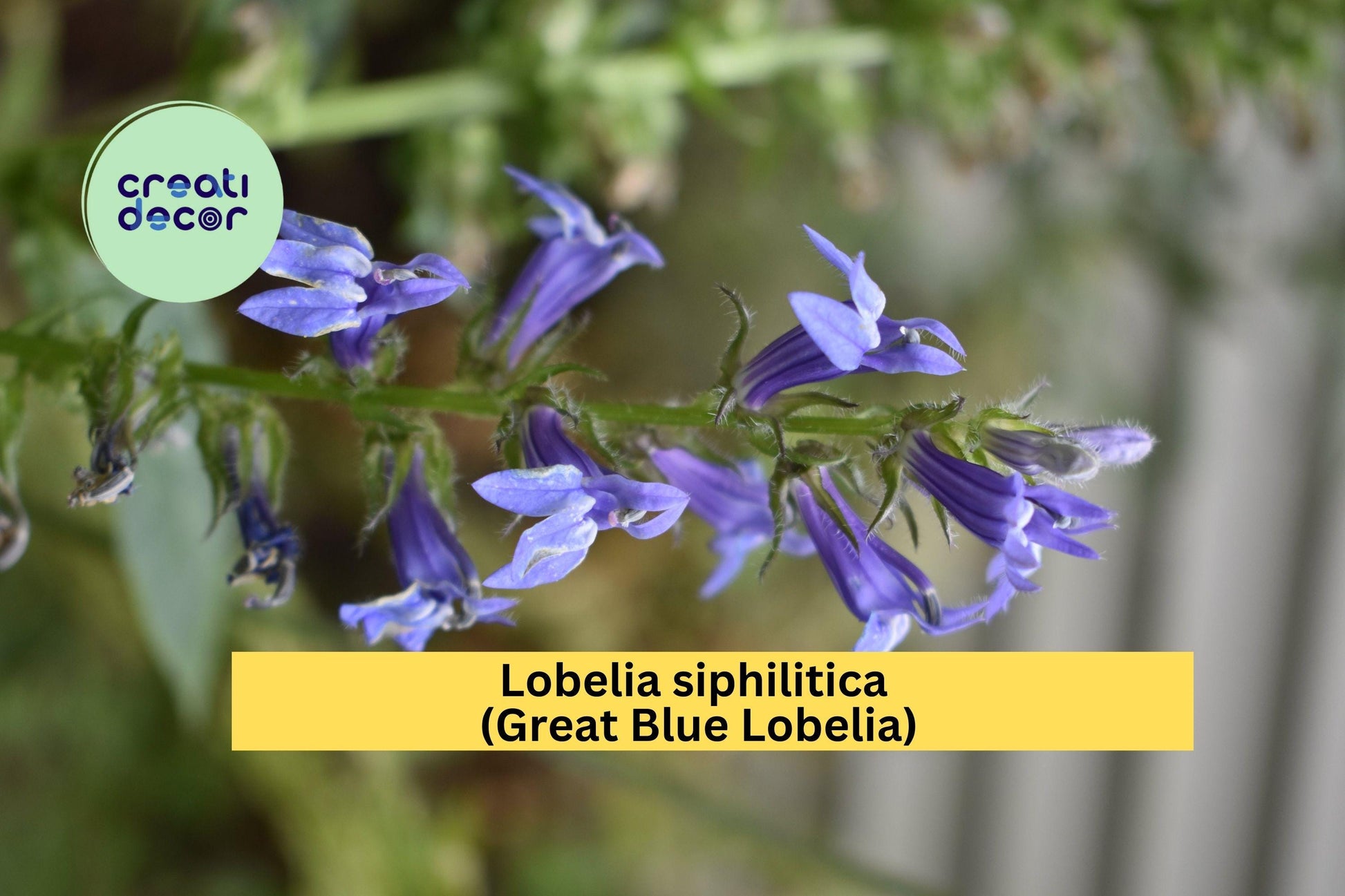 Lobelia Siphilitica Seeds 500 | Great Blue Lobelia Perennial for Rain Gardens & Pollinators