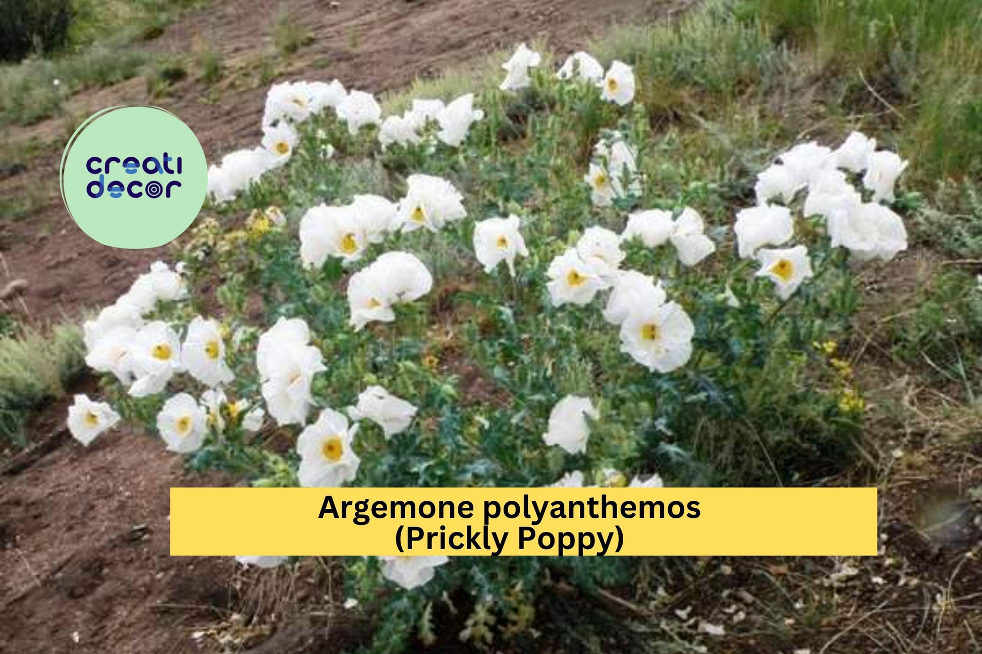 Argemone polyanthemos Seeds – Drought-Tolerant Wildflower with White & Yellow Blooms, Native Annual for Dry Meadows & Pollinators