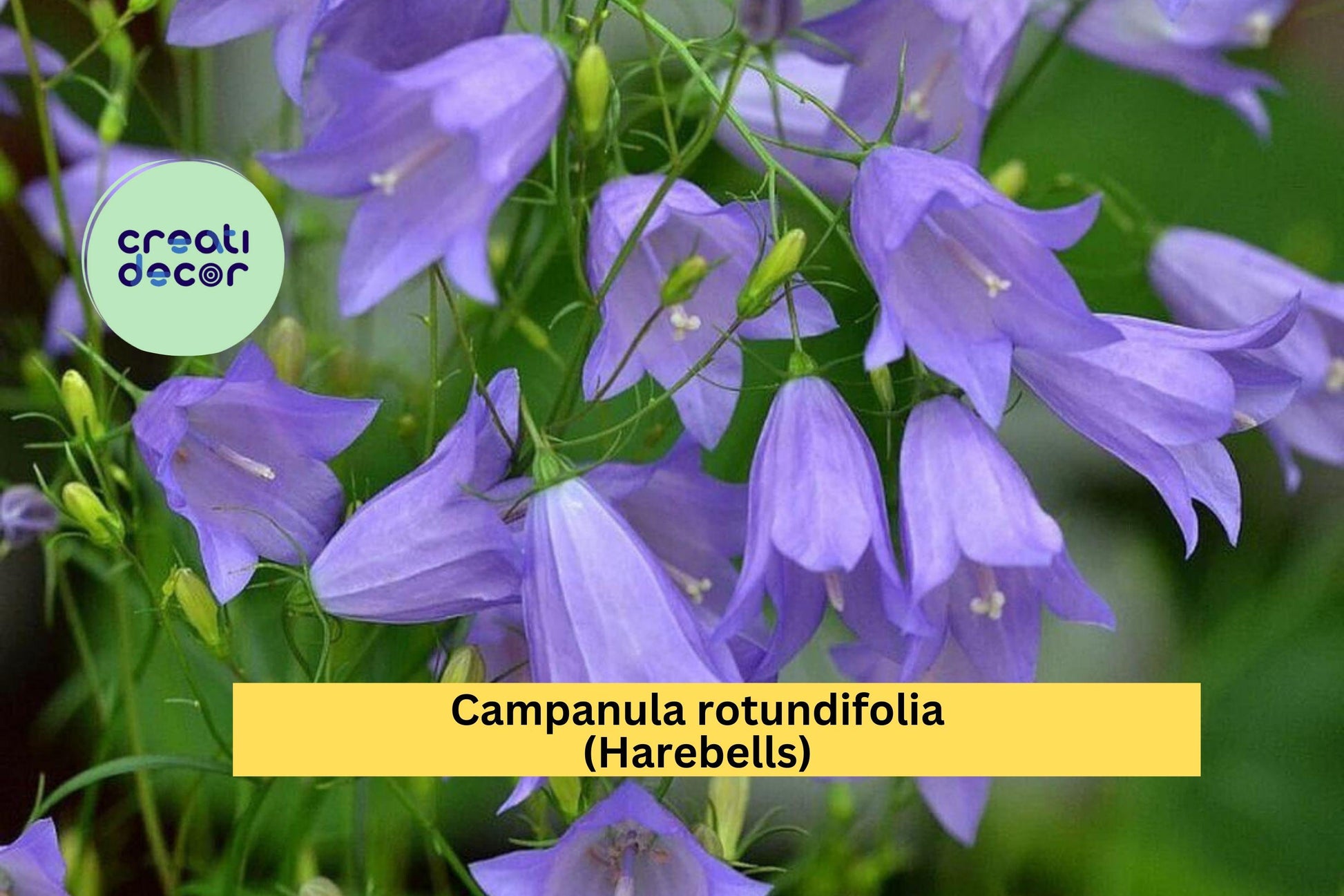 Campanula rotundifolia Seeds (100) | Harebells | Native Perennial with Blue Bell-Shaped Flowers for Meadows & Rock Gardens