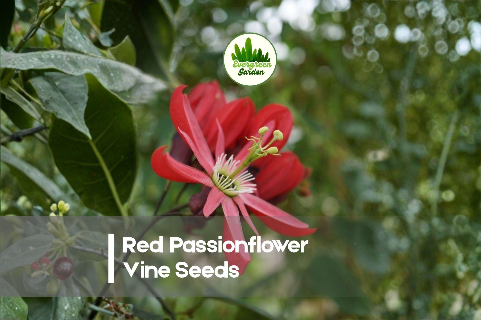 Red Passionflower Vine Seeds – Passiflora princeps, Exotic Red Blooms, Climbing Flowering Vine, Garden Trellises & Fences