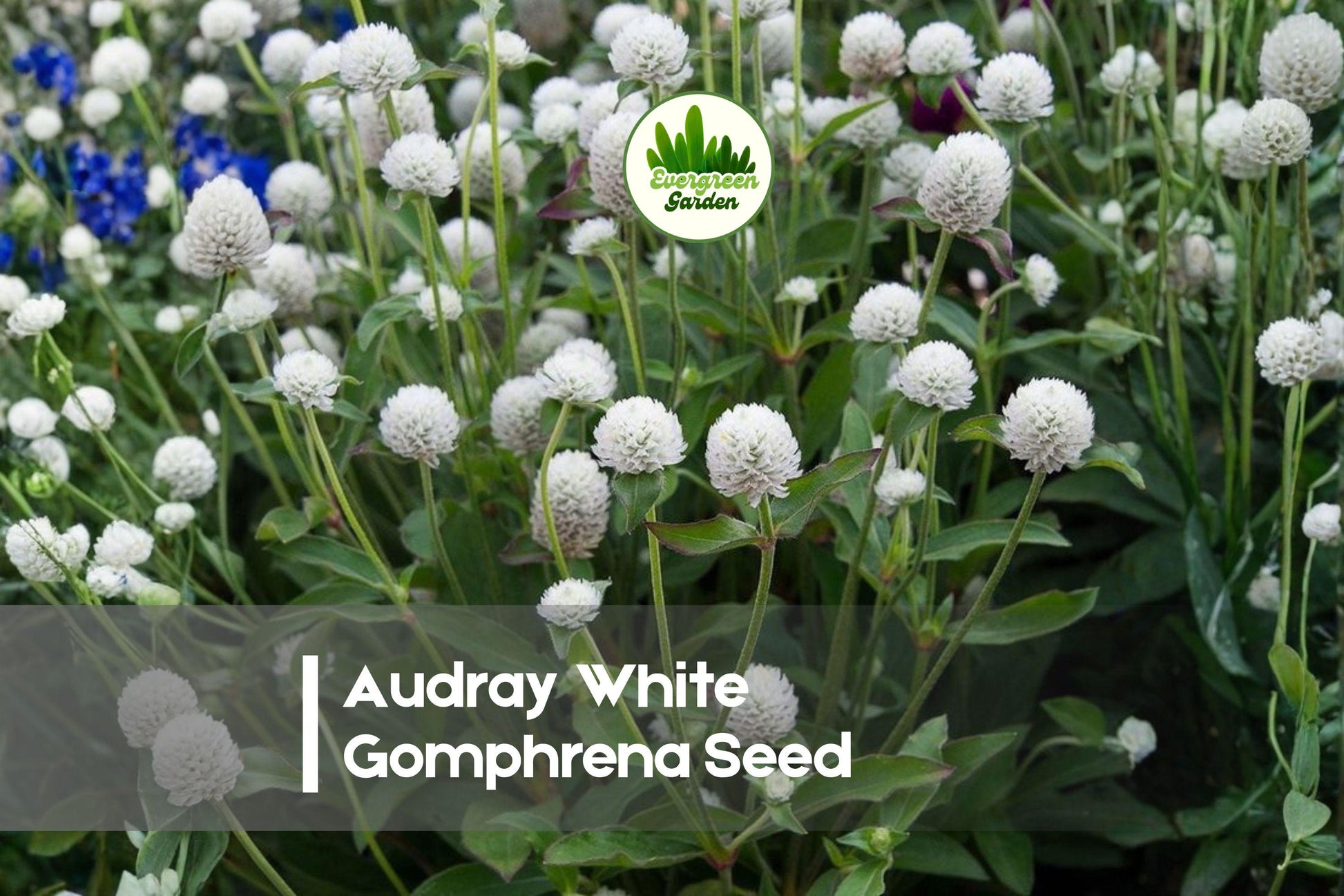 50 Audray White Gomphrena Seeds - Globe Amaranth, White Flowers, Heat-Tolerant Annual, Gomphrena globosa