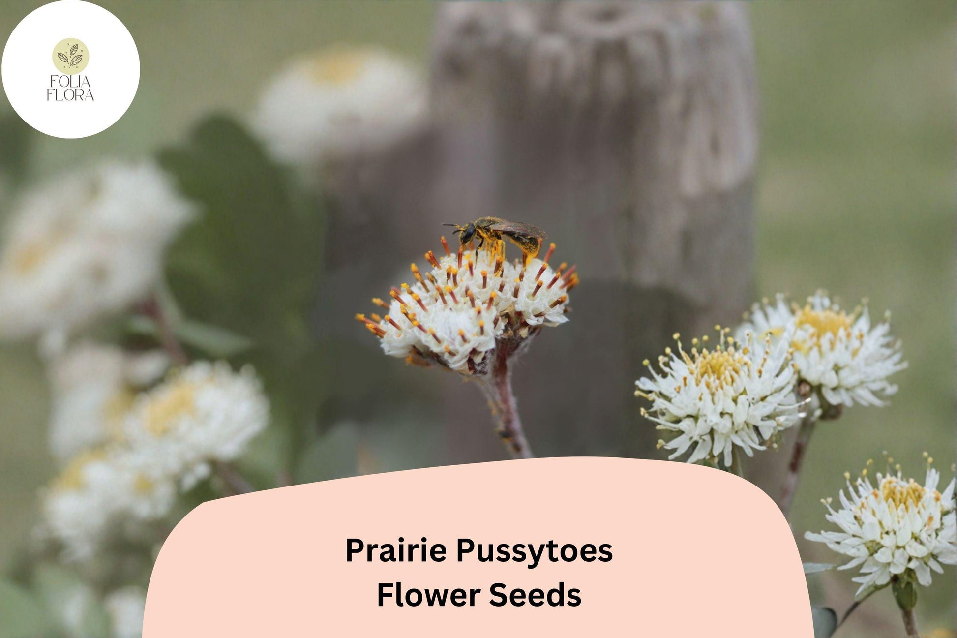 100+ Antennaria neglecta Seeds | Prairie Pussytoes Groundcover | Native Perennial Wildflower for Meadow Gardens