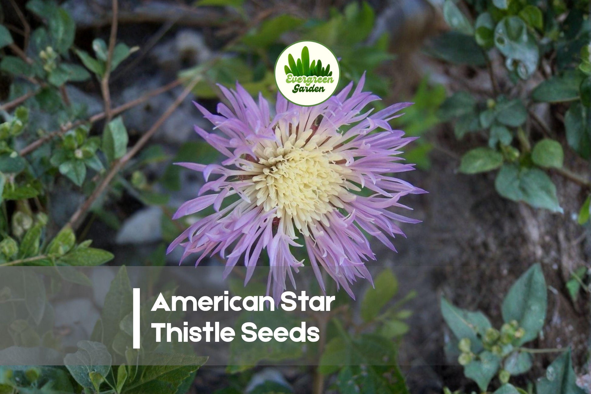 American Star Thistle Seeds - 100 Pack, Centaurea americana, Pink Fluffy Blooms, Pollinator Friendly, Wildflower Garden Plant