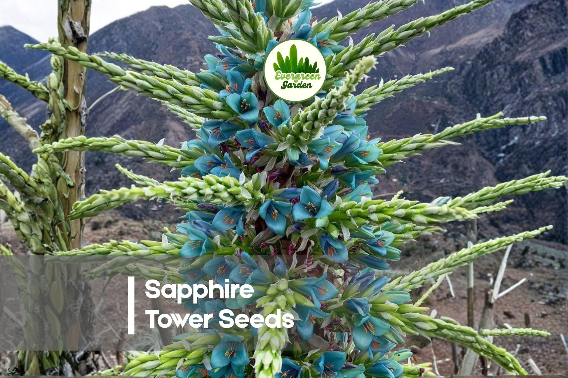 10 Sapphire Tower Puya alpestris Seeds - Rare Ornamental Plant with Turquoise-Blue Flowers, Drought Tolerant, Exotic Perennial