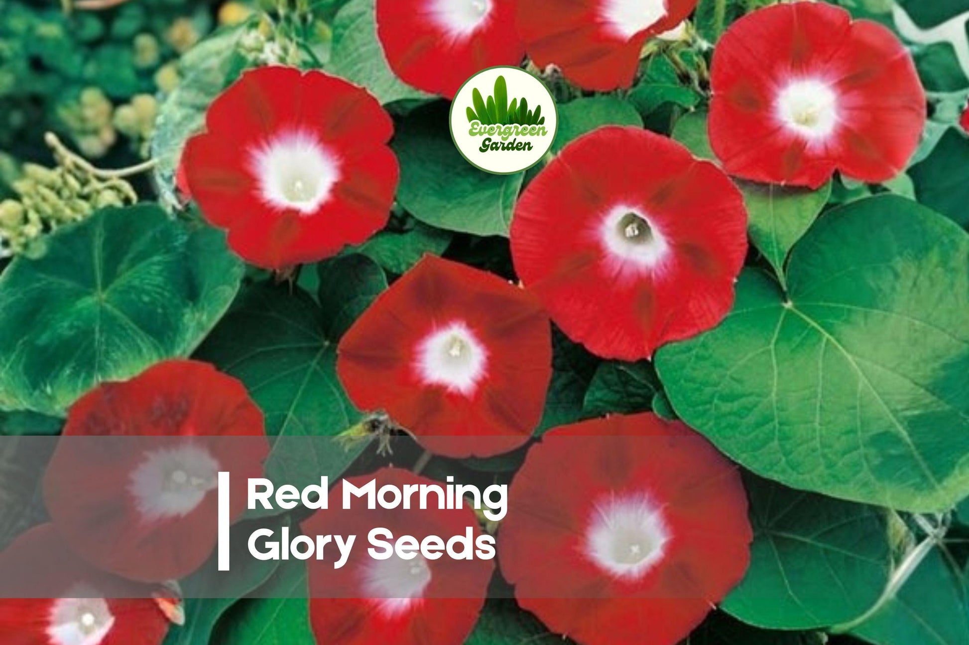 Red Morning Glory Seeds – 100 Pack, Climbing Vine, Bright Red Blooms, Ipomoea species, Ideal for Fences & Trellises