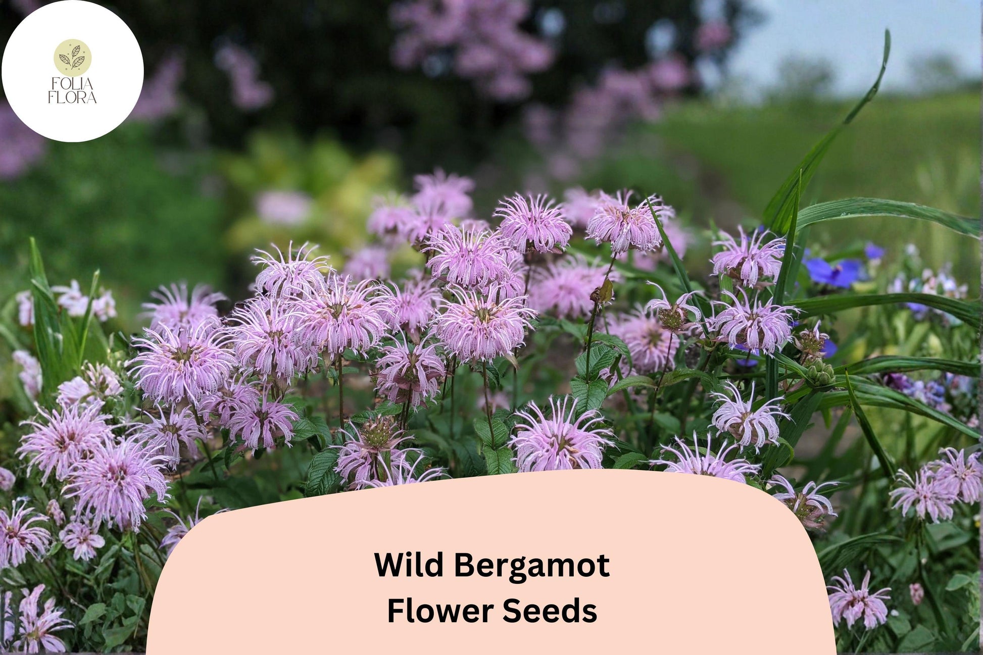Wild Bergamot Seeds | Monarda fistulosa Perennial for Pollinator & Prairie Gardens, Lavender Flowers