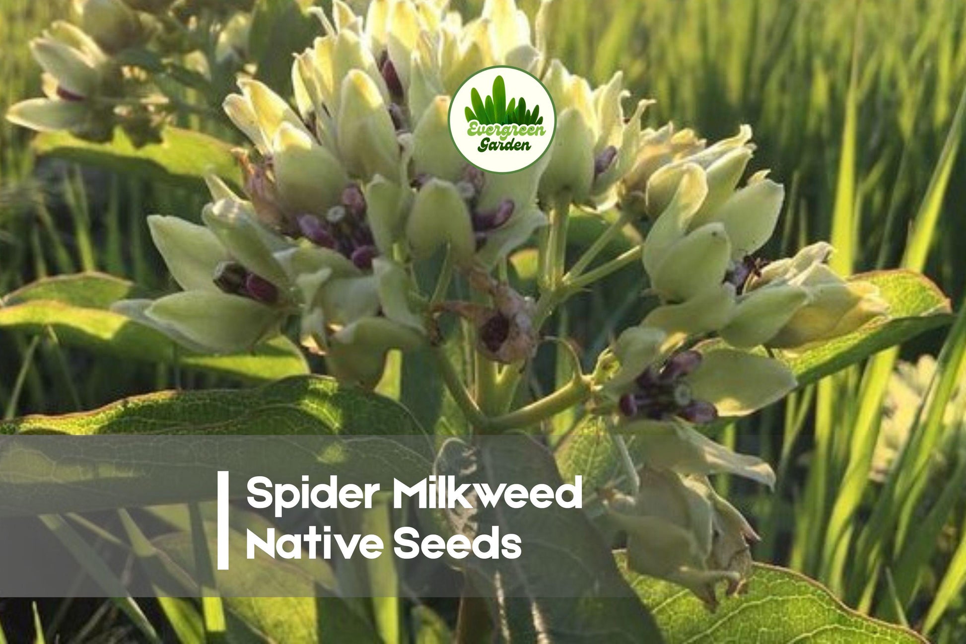 Spider Milkweed Seeds - Native Wildflower Pack of 50, Asclepias viridis, Star-Shaped Blooms, Pollinator & Wildlife Garden Plant