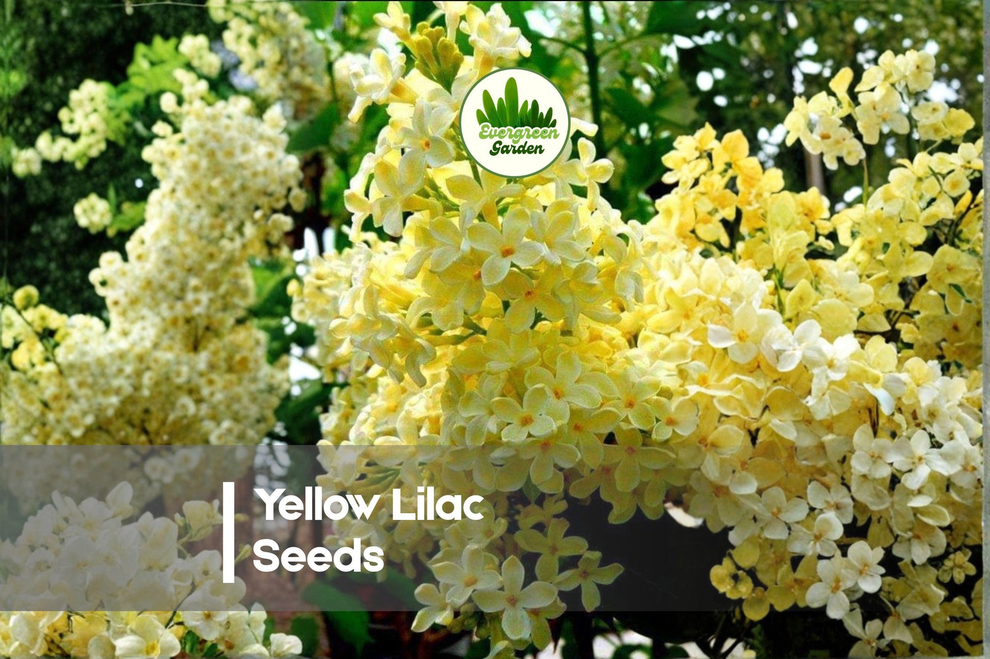Yellow Lilac Seeds - 50 Pack, Syringa species, Ornamental Small Tree for Bonsai, Landscaping & Garden Use