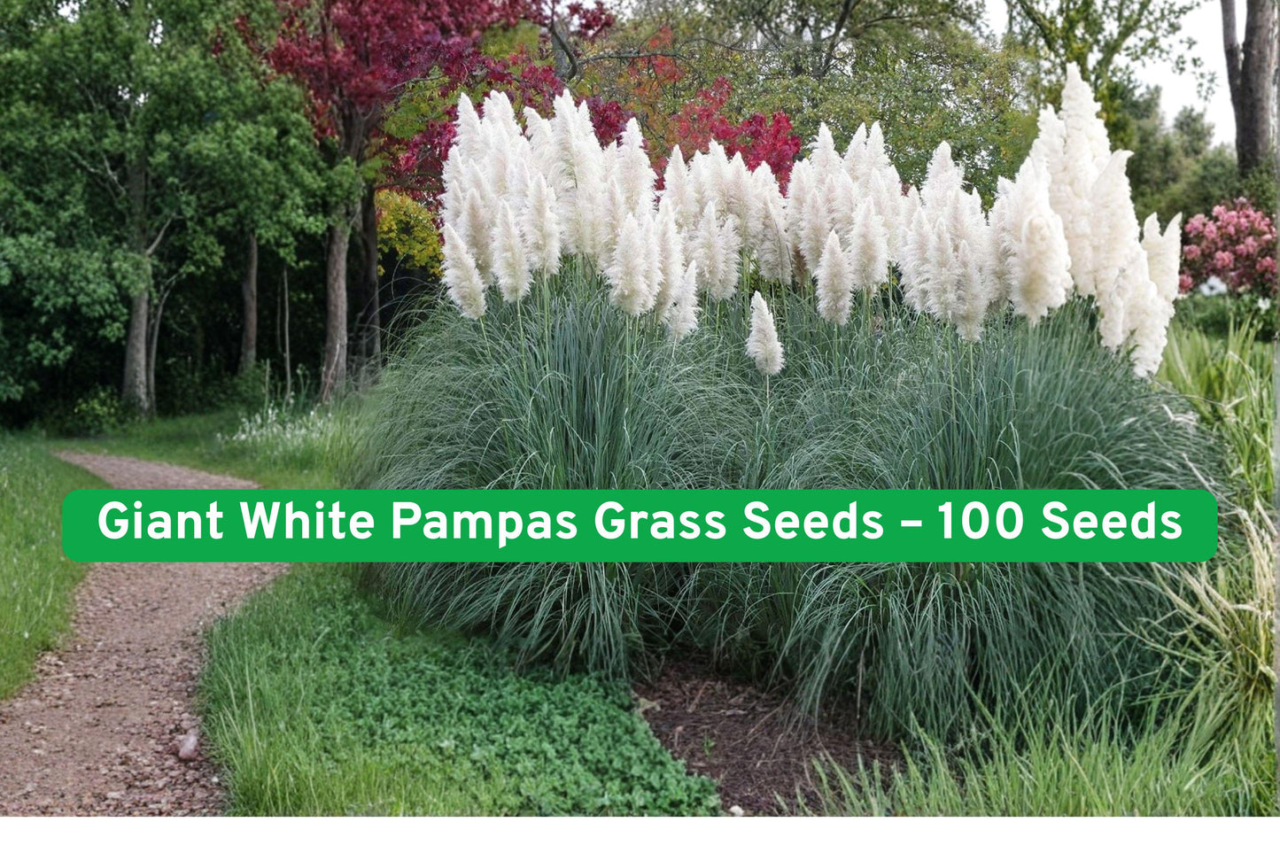 pampas grass seeds,white ornamental grass,large grass seeds,garden grass seeds,landscape grass seeds,perennial grass seeds,decorative grass seeds,white plume grass,full sun grass seeds,clumping grass seeds,outdoor ornamental grass,white seed for planting,tall grass seeds