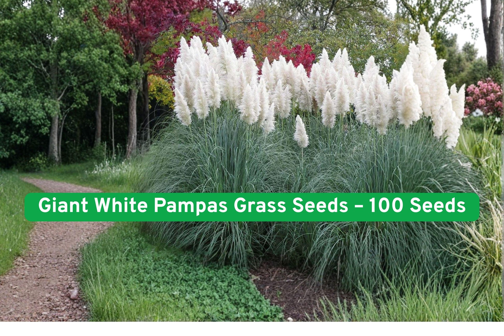 pampas grass seeds,white ornamental grass,large grass seeds,garden grass seeds,landscape grass seeds,perennial grass seeds,decorative grass seeds,white plume grass,full sun grass seeds,clumping grass seeds,outdoor ornamental grass,white seed for planting,tall grass seeds