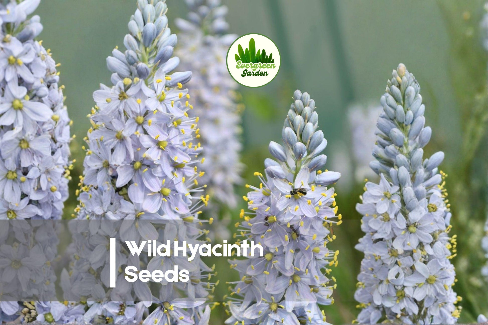 Wild Hyacinth Seeds - 50 Camassia scilloides Native Perennial for Woodland Gardens & Pollinators